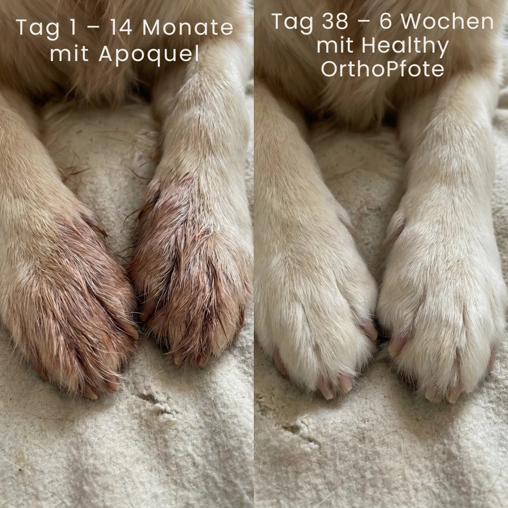 OrthoPfote® Premium Flüssigkollagen