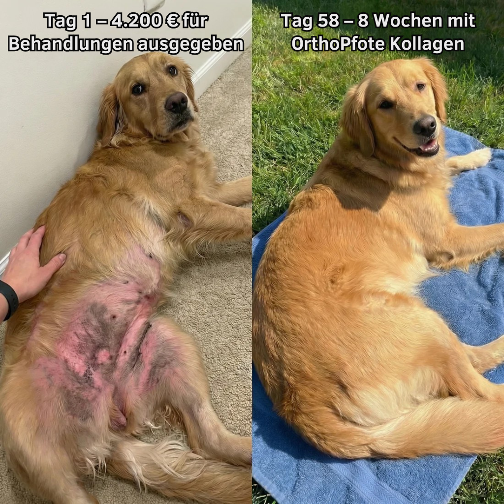 OrthoPfote® Premium Flüssigkollagen