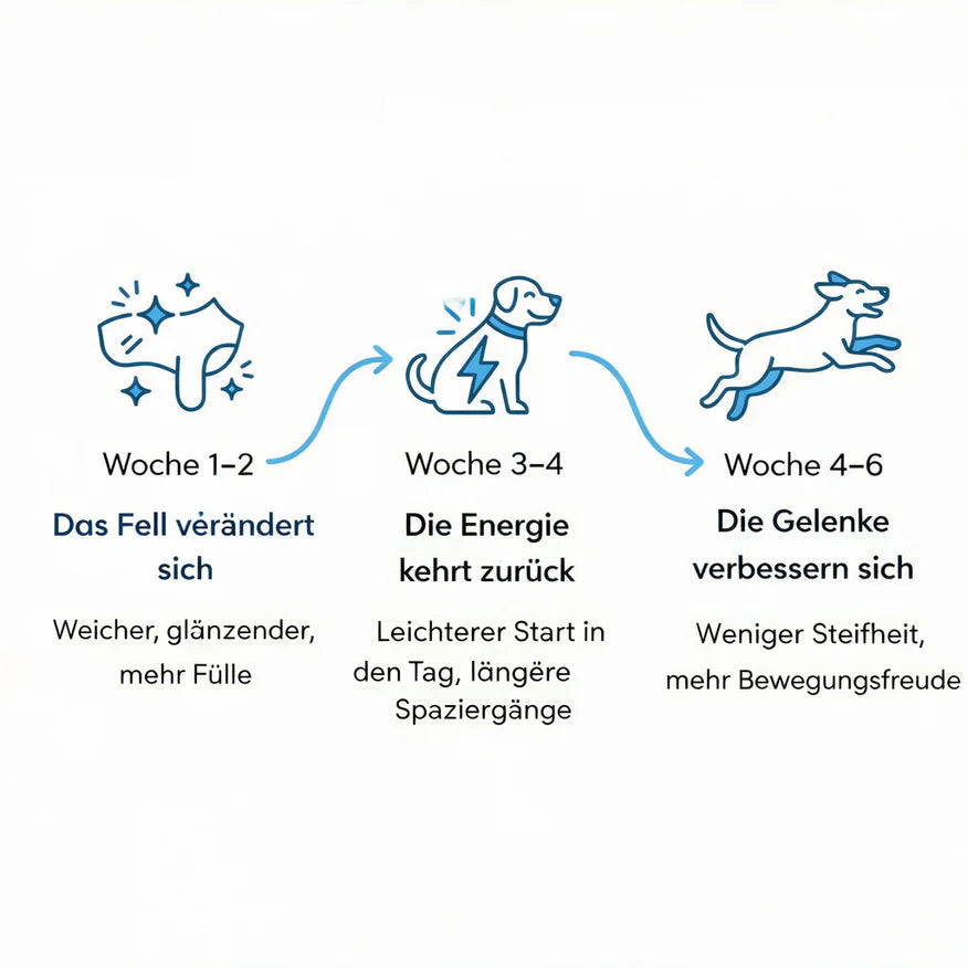 OrthoPfote® Premium Flüssigkollagen.
