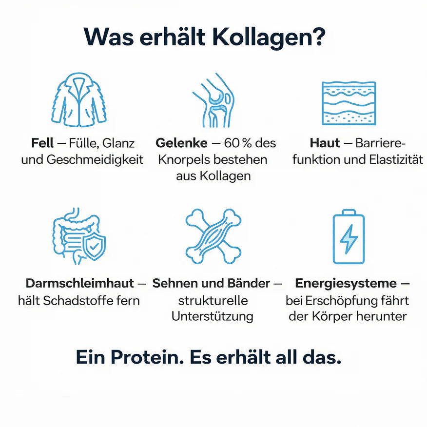OrthoPfote® Premium Flüssigkollagen.